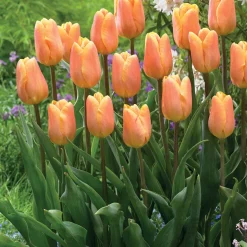 Collection de 20 Tulipes triomphe Bellville et Blue Beauty - Duo de tulipes plein pep's