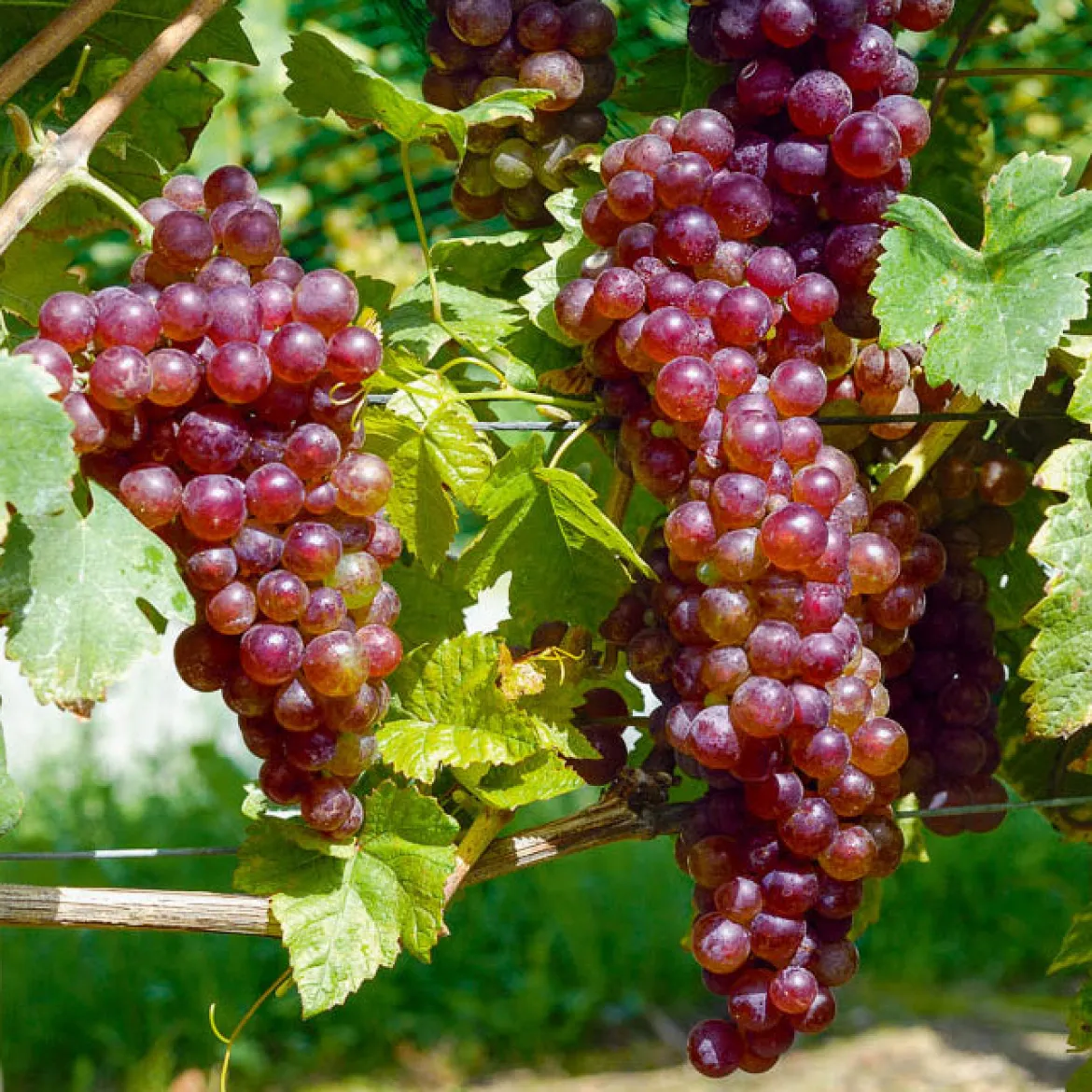 Collection de vignes - Parfaite pour des jardins d’amateurs