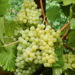 Collection de vignes - Parfaite pour des jardins d’amateurs