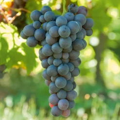 Collection de vignes - Parfaite pour des jardins d’amateurs