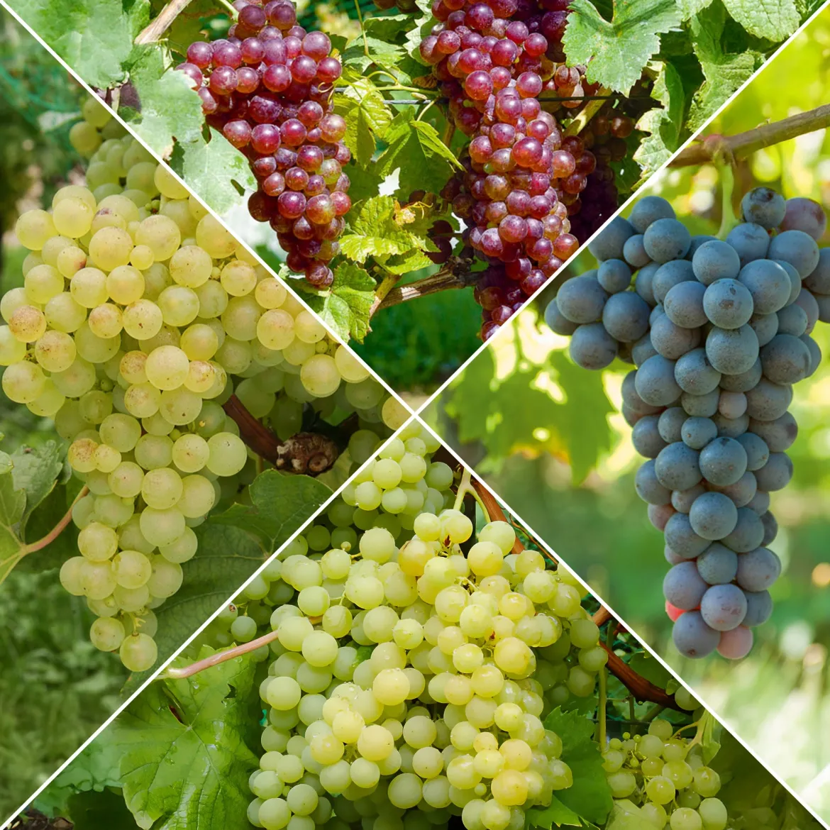 Collection de vignes - Parfaite pour des jardins d’amateurs