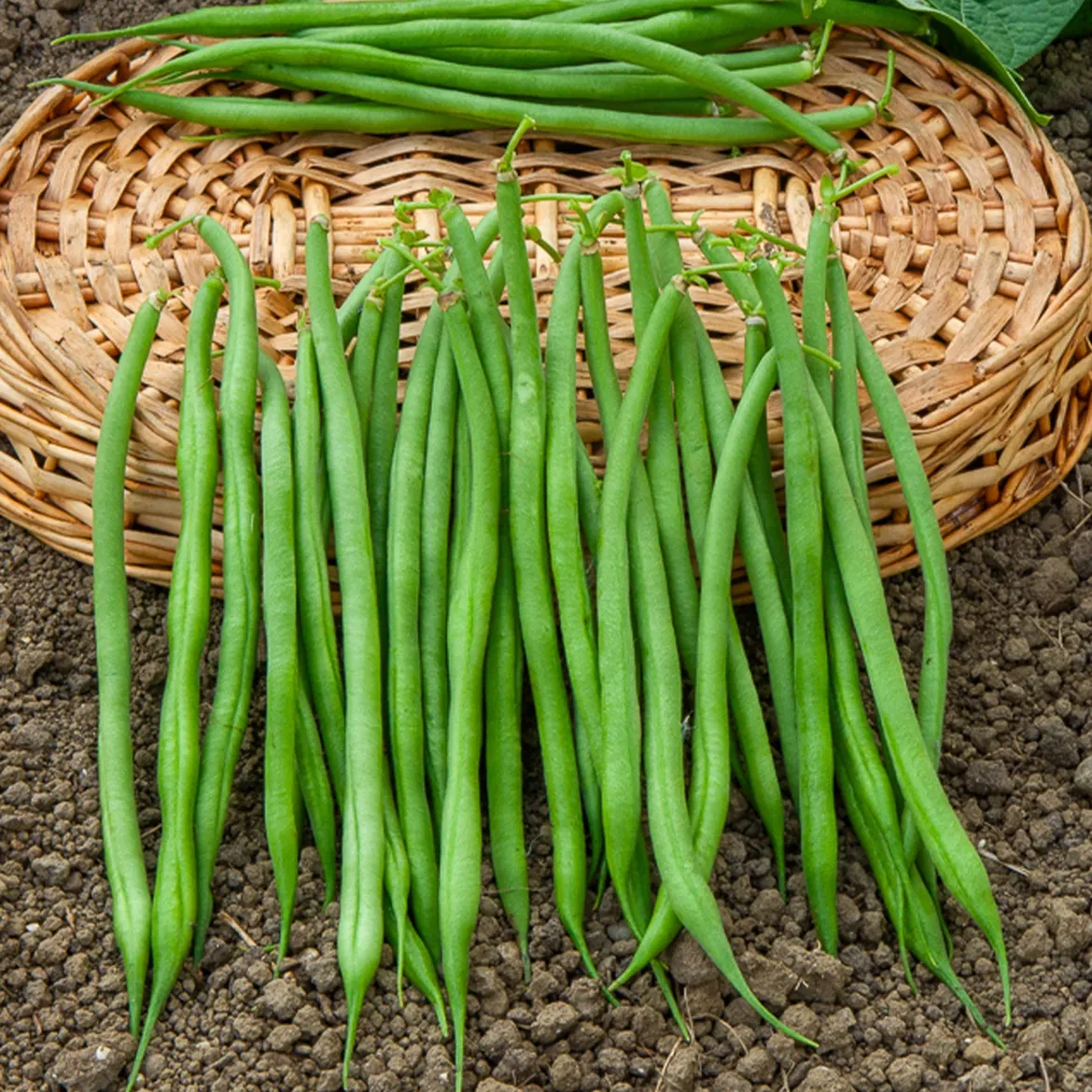 Collection d'Haricots nains - 3 récoltes, un seul rang