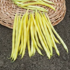 Collection d'Haricots - 3 saveurs à récolter