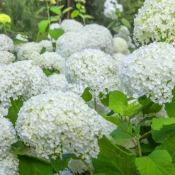 Collection d'Hortensias pour massifs et haies fleuris - 3 arbustes - Indispensable pour bordures éclatantes