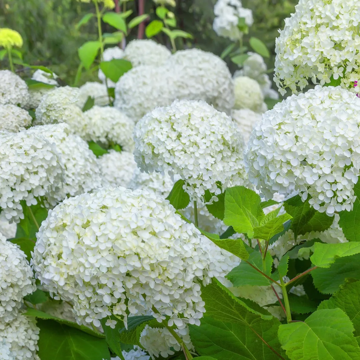 Collection d'Hortensias pour massifs et haies fleuris - 3 arbustes - Indispensable pour bordures éclatantes