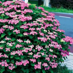 Collection d'Hortensias pour massifs et haies fleuris - 3 arbustes - Indispensable pour bordures éclatantes