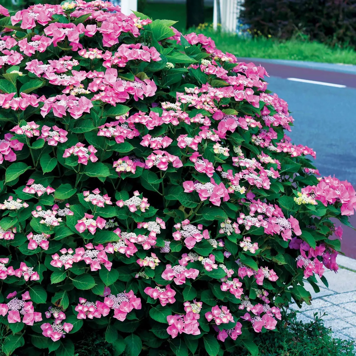 Collection d'Hortensias pour massifs et haies fleuris - 3 arbustes - Indispensable pour bordures éclatantes