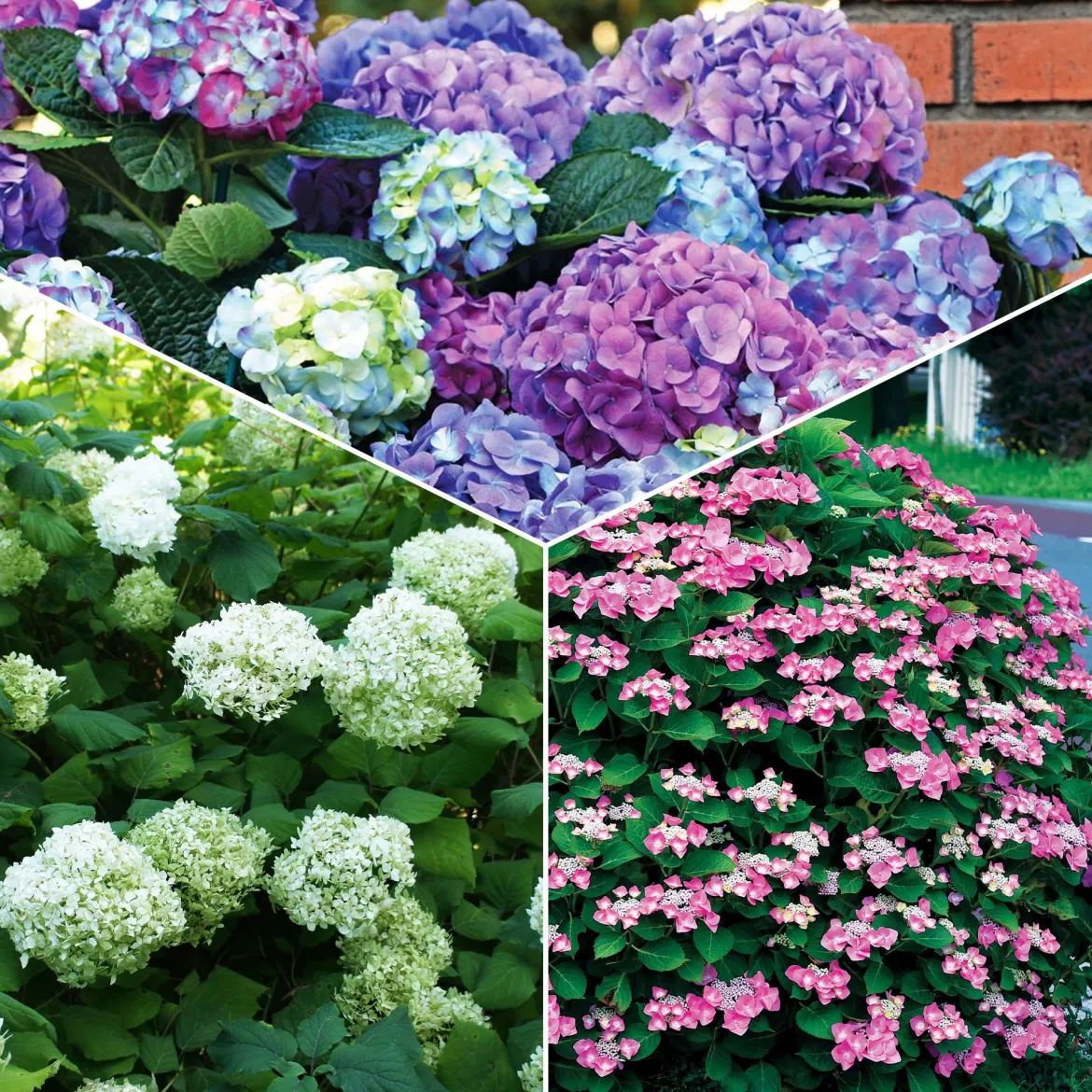 Collection d'Hortensias pour massifs et haies fleuris - 3 arbustes - Indispensable pour bordures éclatantes