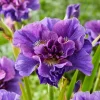 Collection d'Iris de Sibérie - Idéal pour jardins humides