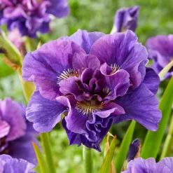 Collection d'Iris de Sibérie - Idéal pour jardins humides
