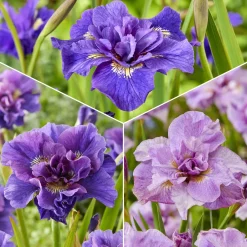 Collection d'Iris de Sibérie - Idéal pour jardins humides