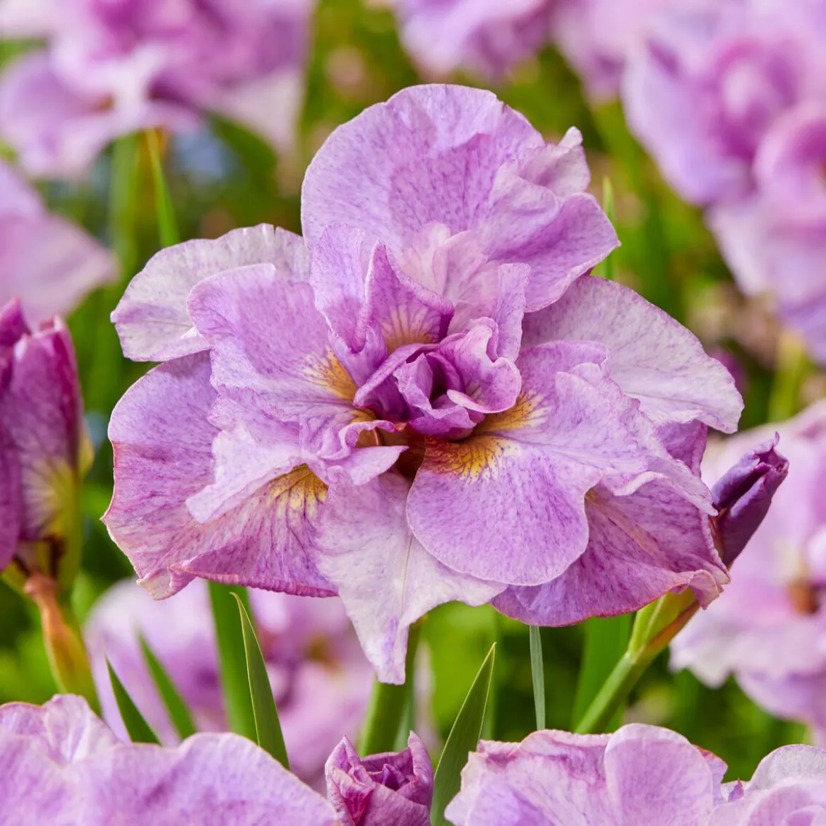Collection d'Iris de Sibérie - Idéal pour jardins humides