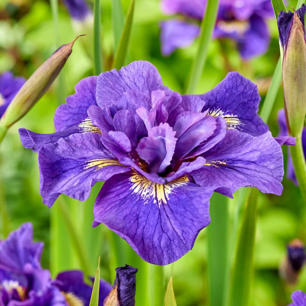 Collection d'Iris de Sibérie - Idéal pour jardins humides