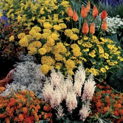 Collection fantaisie de 14 plantes vivaces - 2 m² - Un massif fleuri sans effort