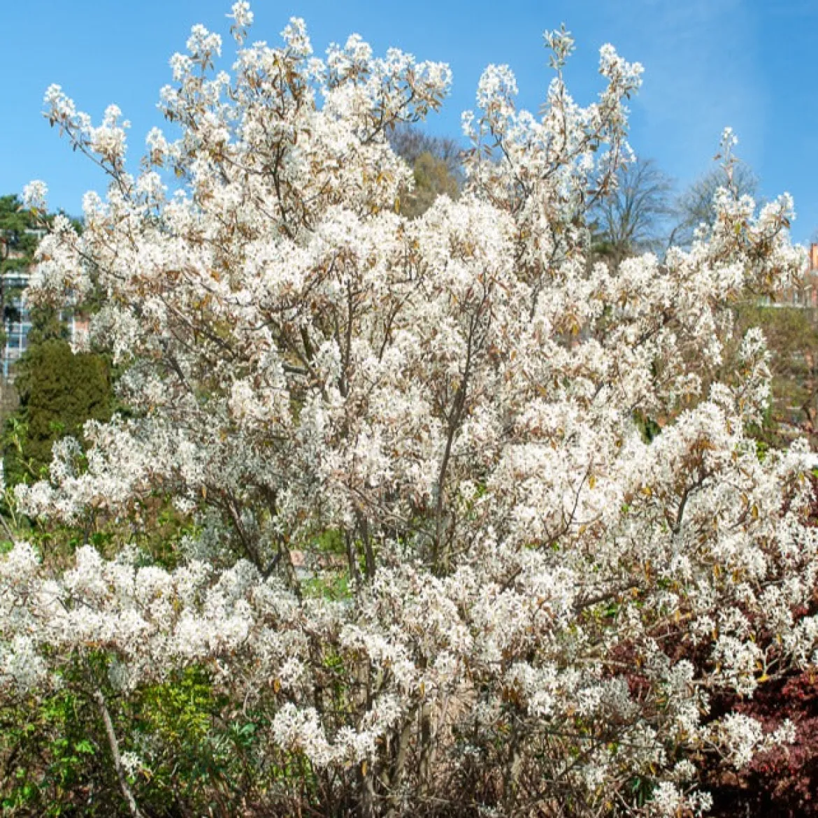 Collection Haie aux oiseaux