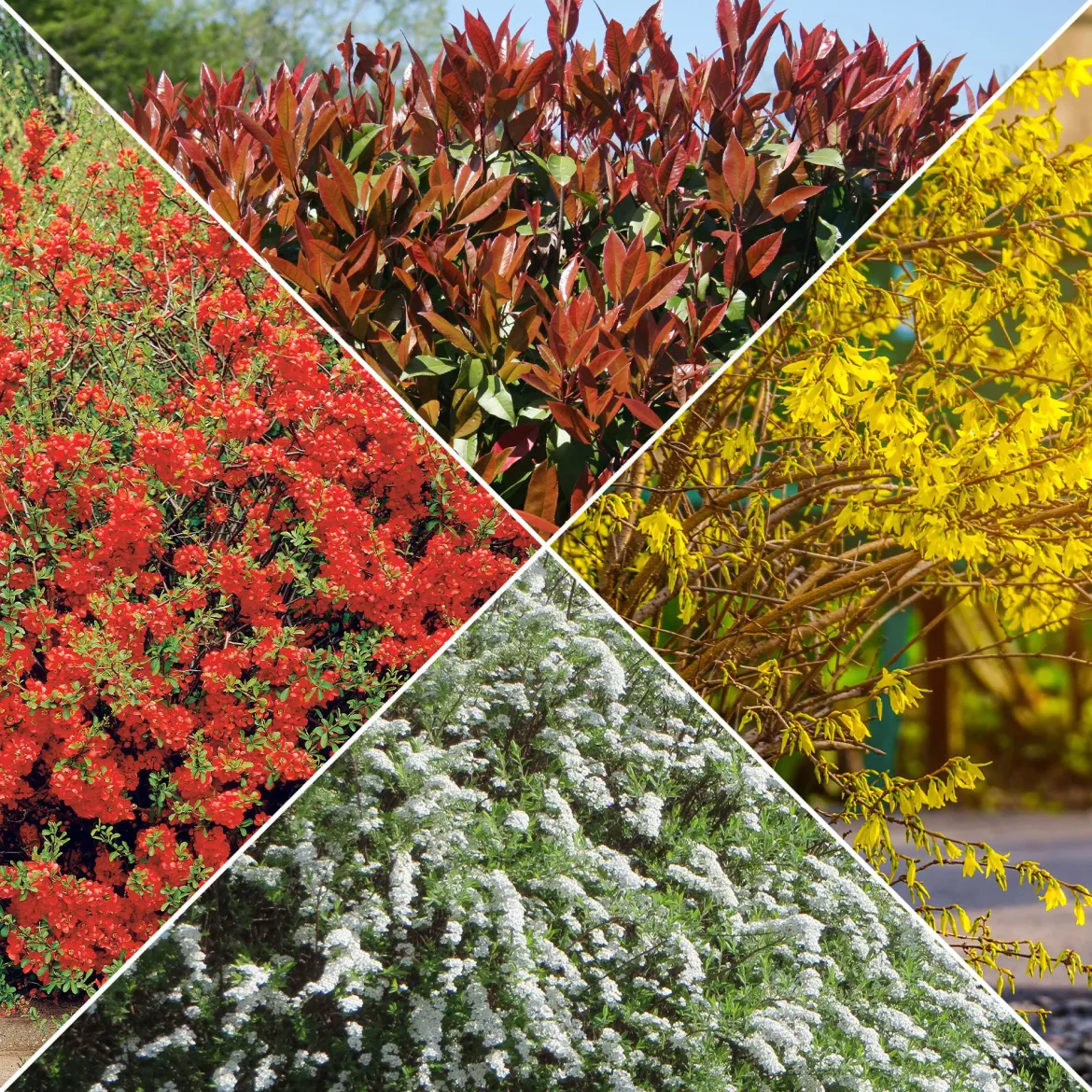 Collection Haie printanière - 4 arbustes - Éveillez votre jardin en beauté