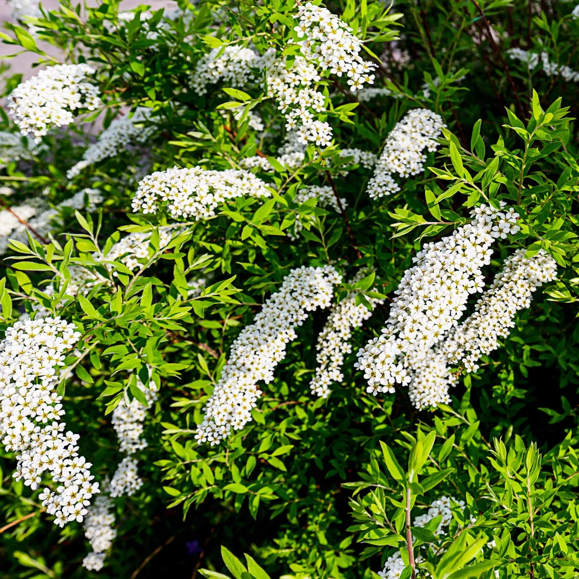 Collection Haie printanière - 4 arbustes - Éveillez votre jardin en beauté