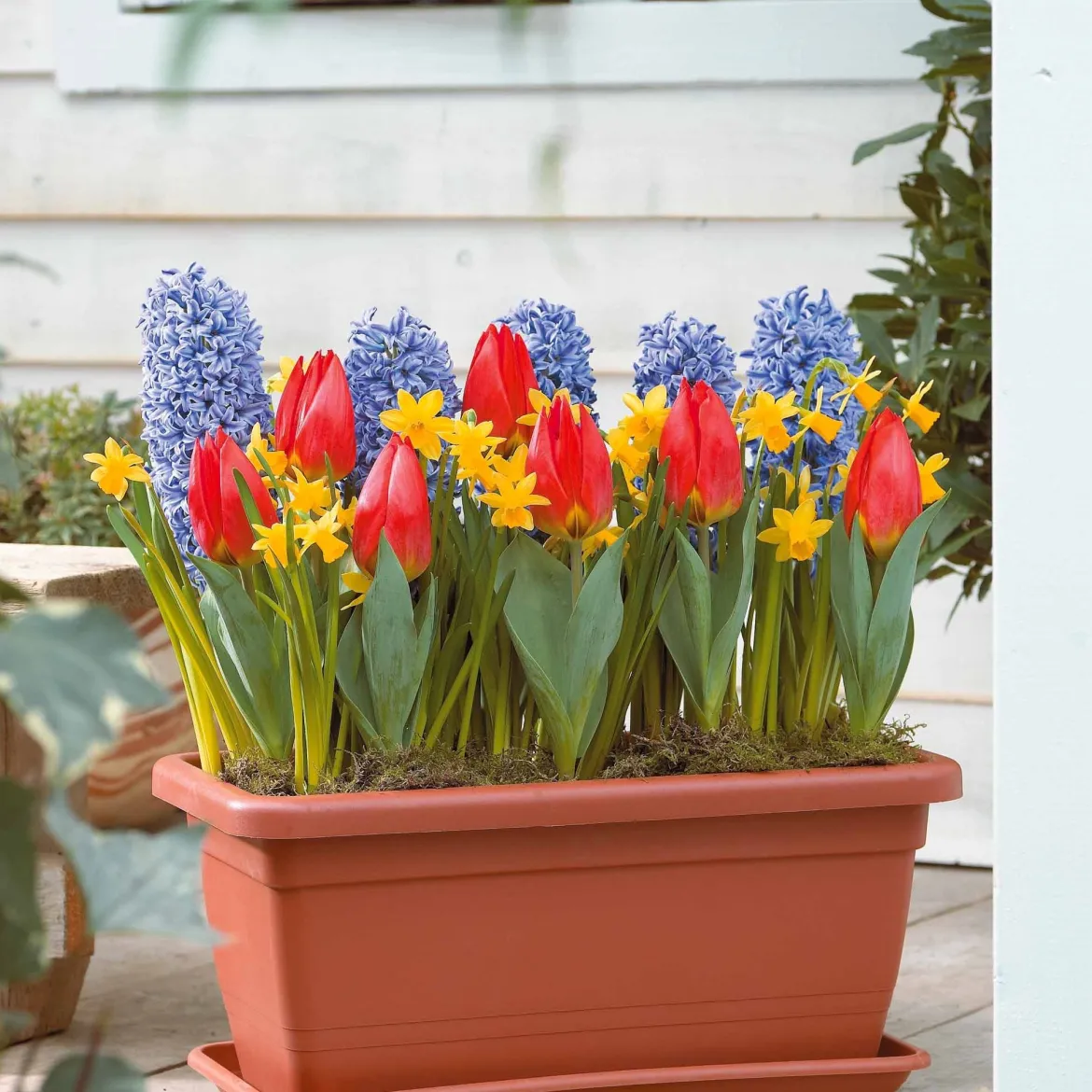 Collection Le printemps à la fenêtre - Le printemps à votre fenêtre