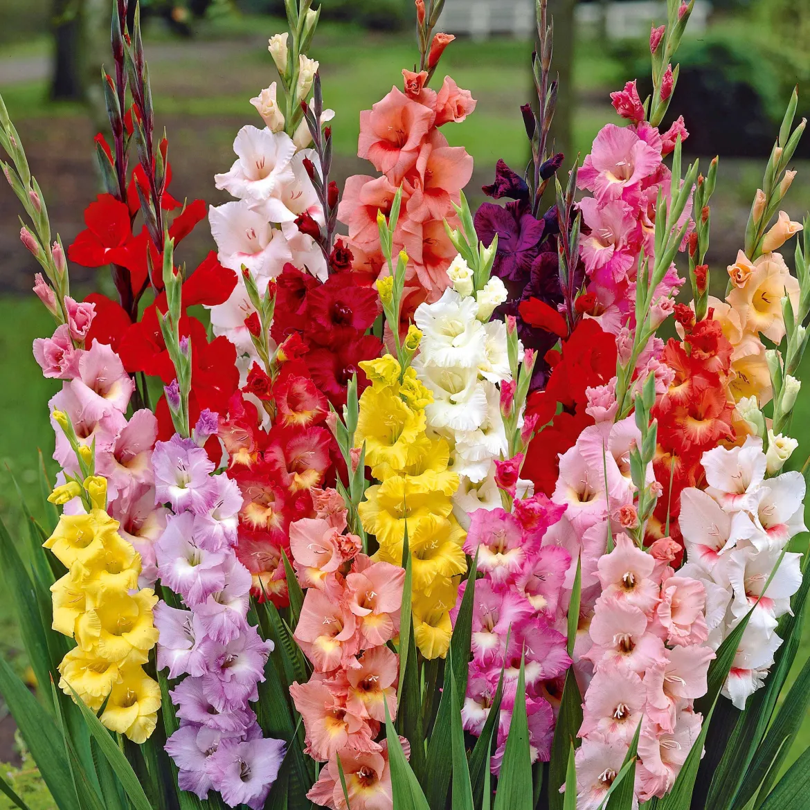 Collection Massif d'été fleuri - 45 bulbes - Superficie env. 1,5 m² - Un massif prêt à fleurir