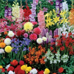 Collection Massif d'été fleuri - 45 bulbes - Superficie env. 1,5 m² - Un massif prêt à fleurir