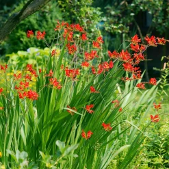Collection Massif d'été fleuri - 45 bulbes - Superficie env. 1,5 m² - Un massif prêt à fleurir