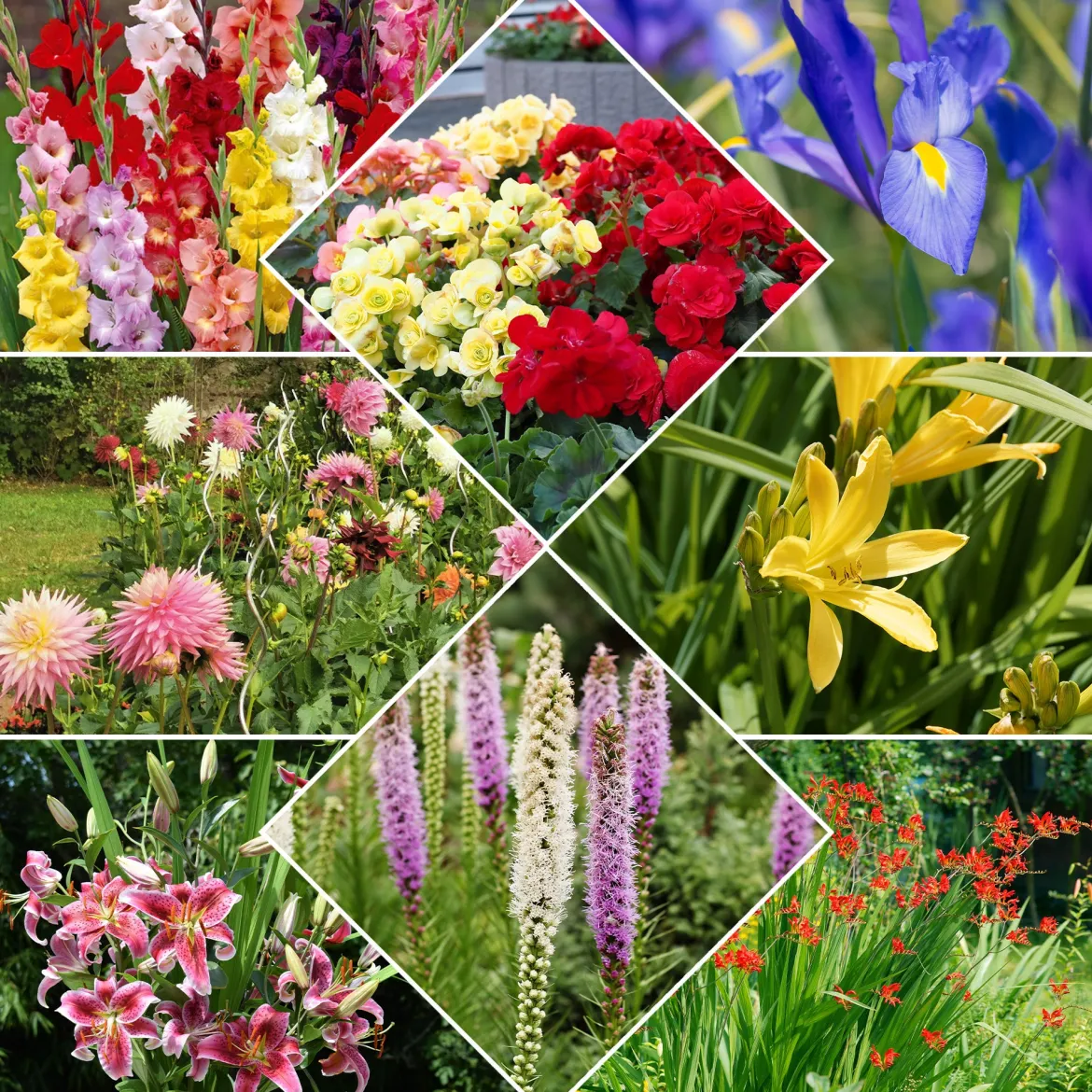 Collection Massif d'été fleuri - 45 bulbes - Superficie env. 1,5 m² - Un massif prêt à fleurir