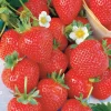 Collection 6 mois de 60 fraises : Savoureuse de Willemse, Mara des Bois, Gariguette - Un régal pour tous les palais