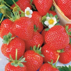 Collection 6 mois de 60 fraises : Savoureuse de Willemse, Mara des Bois, Gariguette - Un régal pour tous les palais