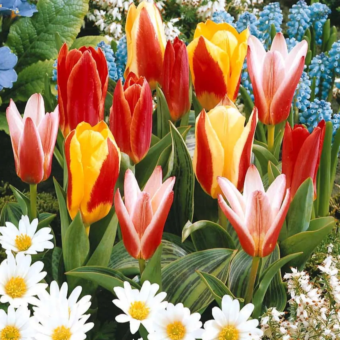Collection 3 mois de 60 tulipes - 3 mois de tulipes en fleur