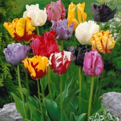 Collection 3 mois de 60 tulipes - 3 mois de tulipes en fleur