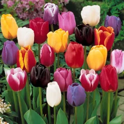 Collection 3 mois de 60 tulipes - 3 mois de tulipes en fleur