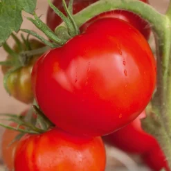 Collection 3 tomates savoureuses (Coeur de Boeuf, Saint Pierre, San M - Trois saveurs, un potager