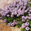 Collection variée de 12 plantes vivaces - 2 m² - Un massif fleuri clé en main