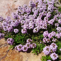 Collection variée de 12 plantes vivaces - 2 m² - Un massif fleuri clé en main