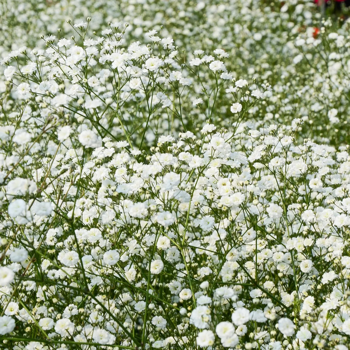 Collection variée de 12 plantes vivaces - 2 m² - Un massif fleuri clé en main