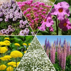 Collection variée de 12 plantes vivaces - 2 m² - Un massif fleuri clé en main