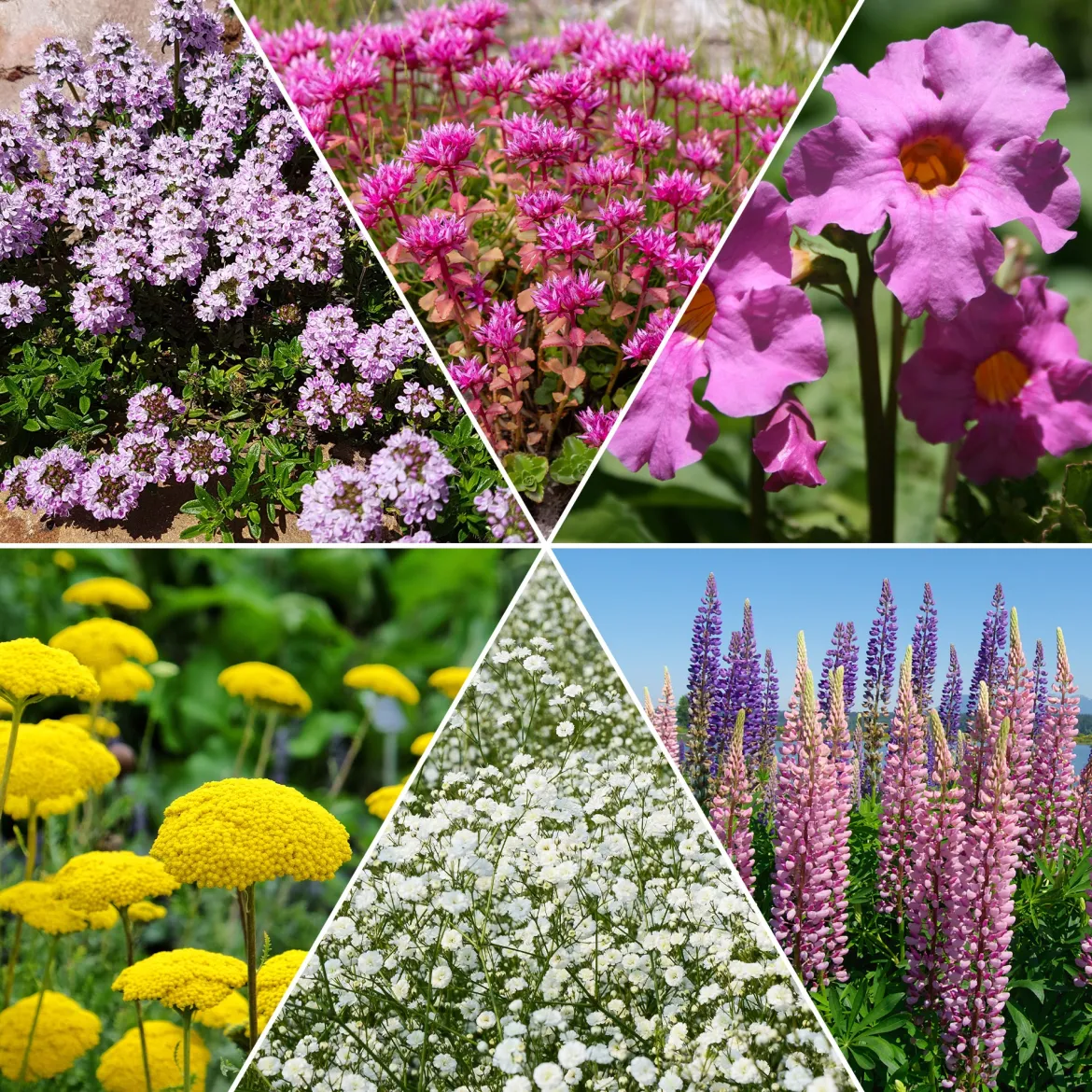 Collection variée de 12 plantes vivaces - 2 m² - Un massif fleuri clé en main