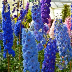 Collection variée de 12 plantes vivaces - 2 m² - Un massif fleuri clé en main