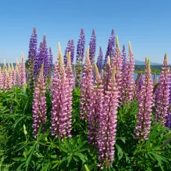 Collection variée de 12 plantes vivaces - 2 m² - Un massif fleuri clé en main