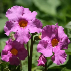 Collection variée de 12 plantes vivaces - 2 m² - Un massif fleuri clé en main