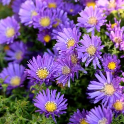 Collection variée de 12 plantes vivaces - 2 m² - Un massif fleuri clé en main