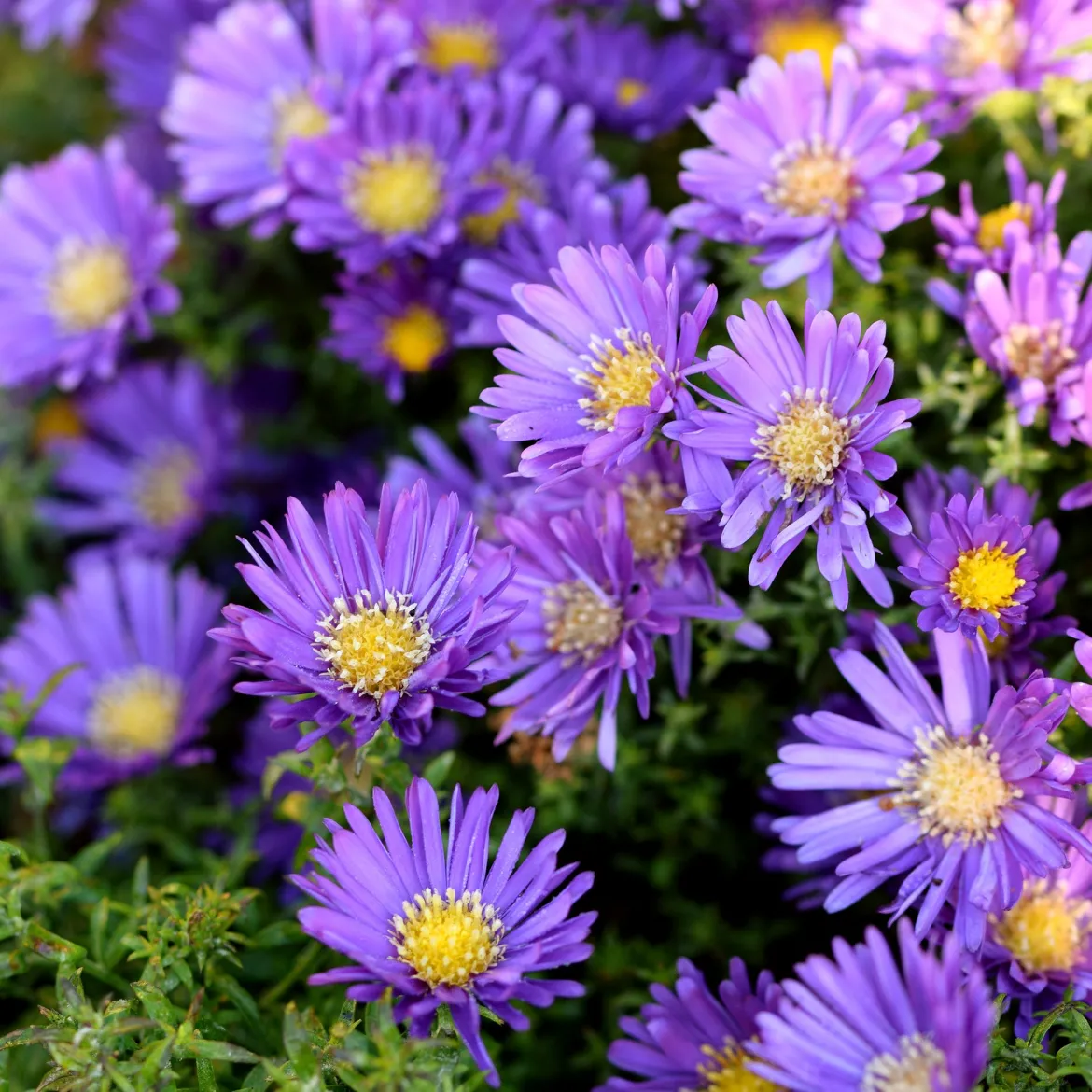 Collection variée de 12 plantes vivaces - 2 m² - Un massif fleuri clé en main