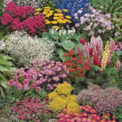 Collection variée de 12 plantes vivaces - 2 m² - Un massif fleuri clé en main