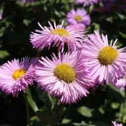 Collection variée de 12 plantes vivaces - 2 m² - Un massif fleuri clé en main