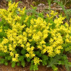 Collection variée de 12 plantes vivaces - 2 m² - Un massif fleuri clé en main