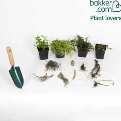 Collection variée de 12 plantes vivaces - 2 m² - Un massif fleuri clé en main