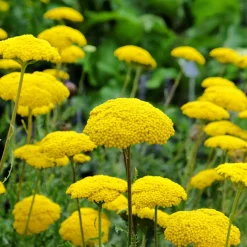 Collection variée de 12 plantes vivaces - 2 m² - Un massif fleuri clé en main