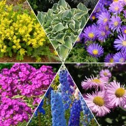 Collection variée de 12 plantes vivaces - 2 m² - Un massif fleuri clé en main
