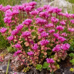 Collection variée de 12 plantes vivaces - 2 m² - Un massif fleuri clé en main