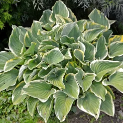 Collection variée de 12 plantes vivaces - 2 m² - Un massif fleuri clé en main